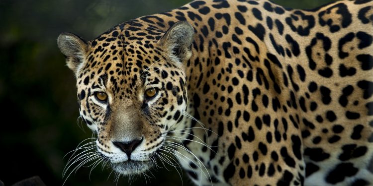 La Zona del ‘Jaguar’ en Tulum a sido declarada como área natural protegida