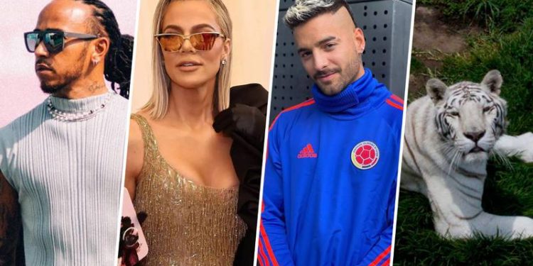 Conoce a los Famosos que hicieron donaciones al Santuario Black Jaguar-White Tiger