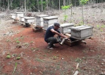 Alertan a apicultores ante robo de colmenas en Tihosuco