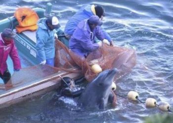 Inician campaña contra delfinarios en Quintana Roo