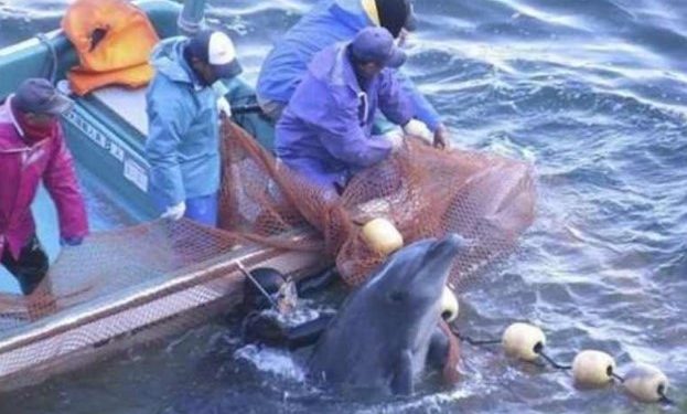 Inician campaña contra delfinarios en Quintana Roo