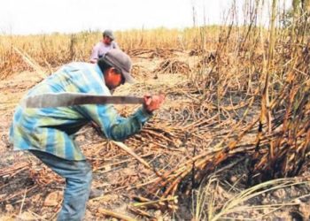 Más pérdidas que ganancias en la zafra 2022