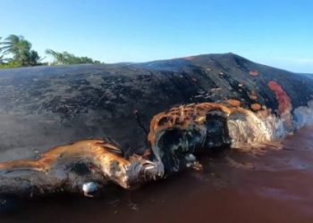 Hallan cuerpo sin vida de una ballena en la línea costera de Mahahual