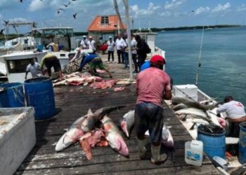 Denuncian matanza indiscriminada del tiburón punta negra