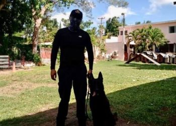 Entregan certificación de manejo de caninos antinarcóticos a dos elementos de SSPC de Tulum