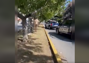 Turista es interceptado por policías tras salir a las calles desnudo en Solidaridad