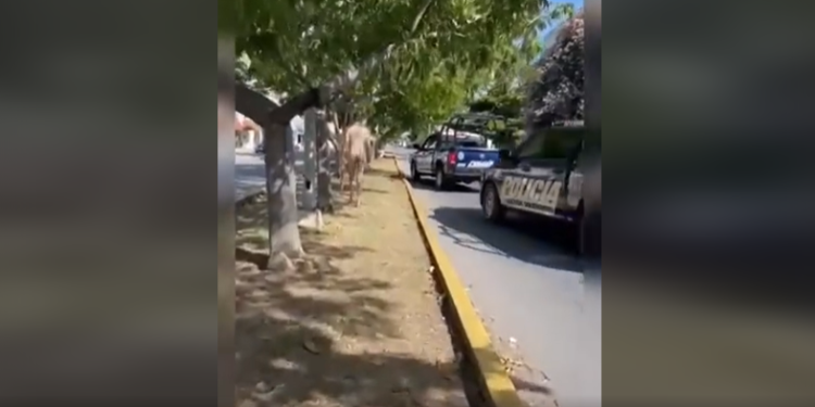 Turista es interceptado por policías tras salir a las calles desnudo en Solidaridad