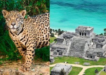Piden transparencia en obra del parque del jaguar