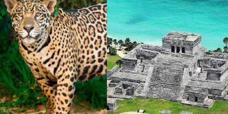 Piden transparencia en obra del parque del jaguar