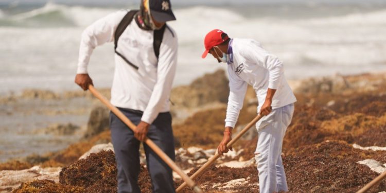 ZOFEMAT incrementa recursos para la atención en materia de recolección de sargazo