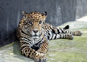 Rescatan a 6 felinos que sufrían maltrato en CDMX