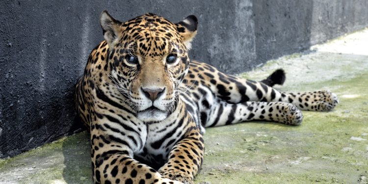 Rescatan a 6 felinos que sufrían maltrato en CDMX