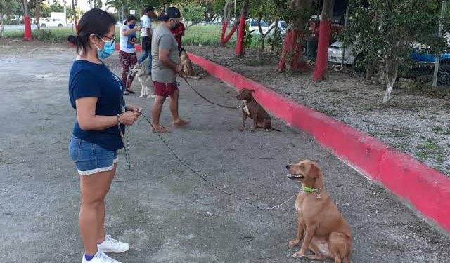 Área canina de Bomberos imparte cursos de adiestramiento para mascotas