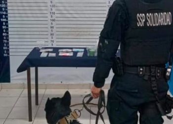 Hallan droga en el interior de un bar en Playa del Carmen