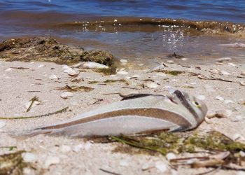 Detectan nuevos manchones de marea roja en las costas de Yucatán