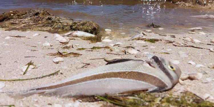 Detectan nuevos manchones de marea roja en las costas de Yucatán