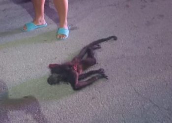 Hallan cuerpo de mono araña muerto en Playa del Carmen