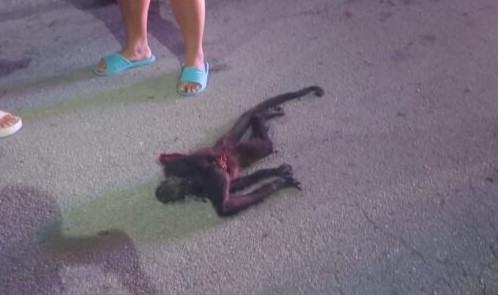 Hallan cuerpo de mono araña muerto en Playa del Carmen