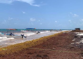 Sargazo dará tregua en la temporada vacacional de verano