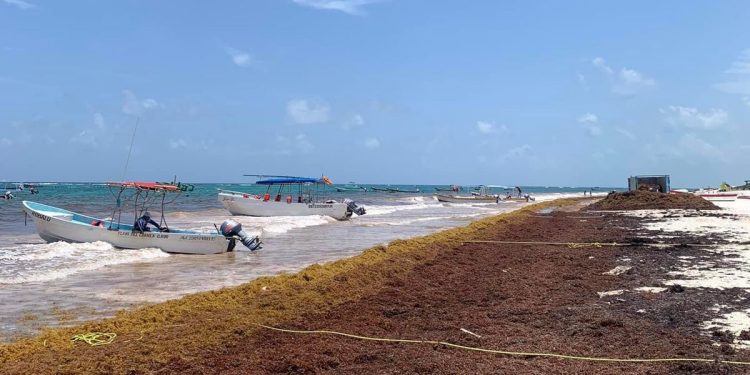 Sargazo dará tregua en la temporada vacacional de verano