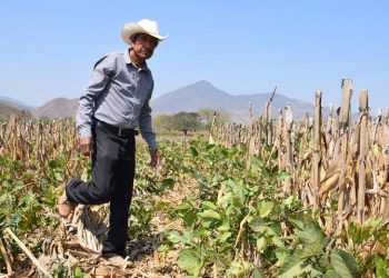 Más de 200 mil hectáreas en Guanajuato están en riesgo de perderse por condiciones climáticas