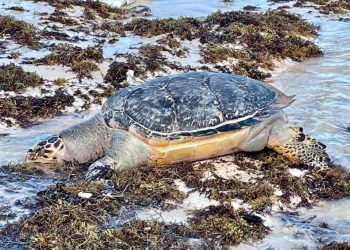 Sargazo provoca muerte de tortugas en Mahahual