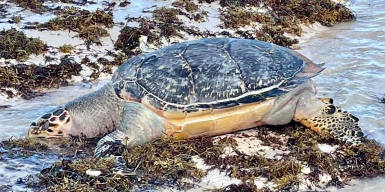 Sargazo provoca muerte de tortugas en Mahahual