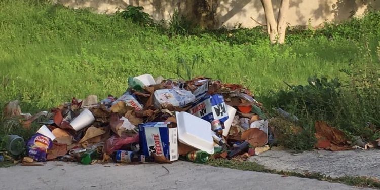 Cochinos Chetumaleños que no tienen Educación ambiental