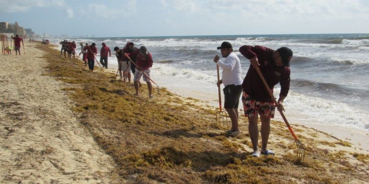 Redoblan esfuerzos con programa “todos contra el sargazo”