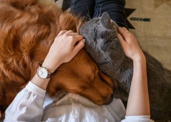 EU previene a los infectados de viruela del mono no acercarse a las mascotas ya que pueden contraer el virus