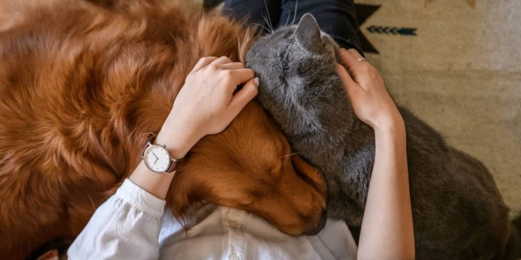 EU previene a los infectados de viruela del mono no acercarse a las mascotas ya que pueden contraer el virus