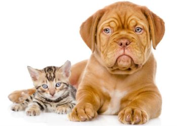 Anuncian jornada de Vacunación Antirrábica Canina y Felina en Tulum