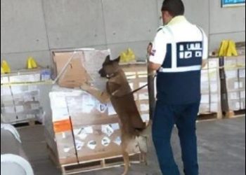 Elemento canino detecta cargamento sospechoso de sustancias ilícitas en el AICM