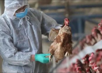 México prepara estrategia contra influenza aviar AH5N1