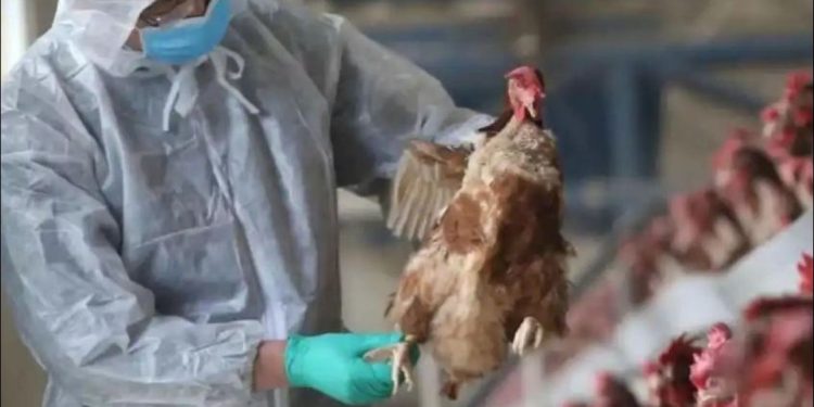 México prepara estrategia contra influenza aviar AH5N1