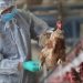 México prepara estrategia contra influenza aviar AH5N1