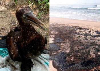 Playas de Oaxaca resultan afectadas tras derrame de petróleo