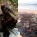 Playas de Oaxaca resultan afectadas tras derrame de petróleo