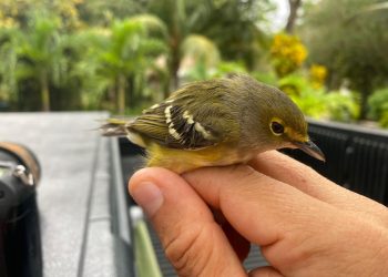 La FPMC ha atendido a 87 reportes para rescate de fauna silvestre
