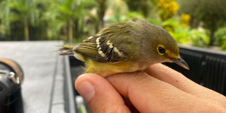 La FPMC ha atendido a 87 reportes para rescate de fauna silvestre