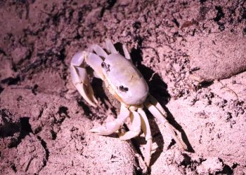 Exitosa campaña de protección al cangrejo azul en Cancún