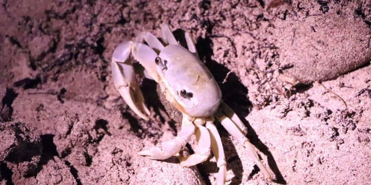 Exitosa campaña de protección al cangrejo azul en Cancún