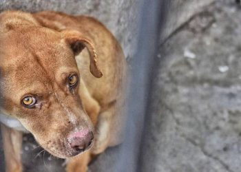 Incremento de multas por maltrato animal en Cancún