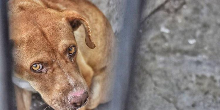 Incremento de multas por maltrato animal en Cancún