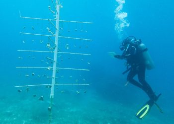 FPMC realiza trabajos de monitoreo y limpieza del Programa de Restauración de Arrecifes en Chankanaab