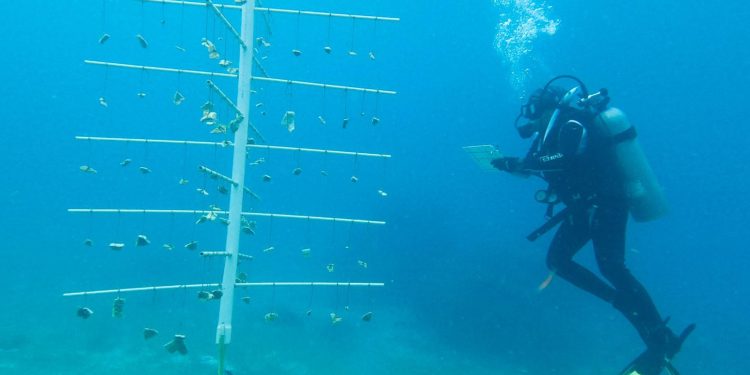 FPMC realiza trabajos de monitoreo y limpieza del Programa de Restauración de Arrecifes en Chankanaab