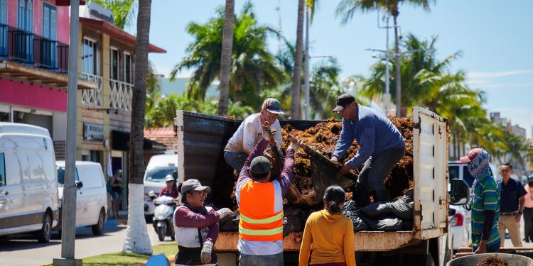 Recolectan en Cozumel más de tres mil toneladas de sargazo en lo que va del año