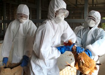 Reportan primer caso de gripe aviar H5N1 en México