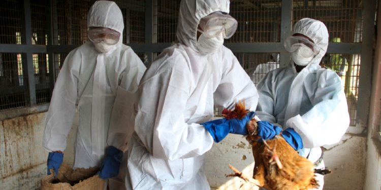Reportan primer caso de gripe aviar H5N1 en México