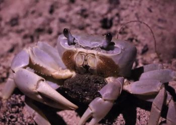 Invitan a cancunenses a cuidar del cangrejo azul